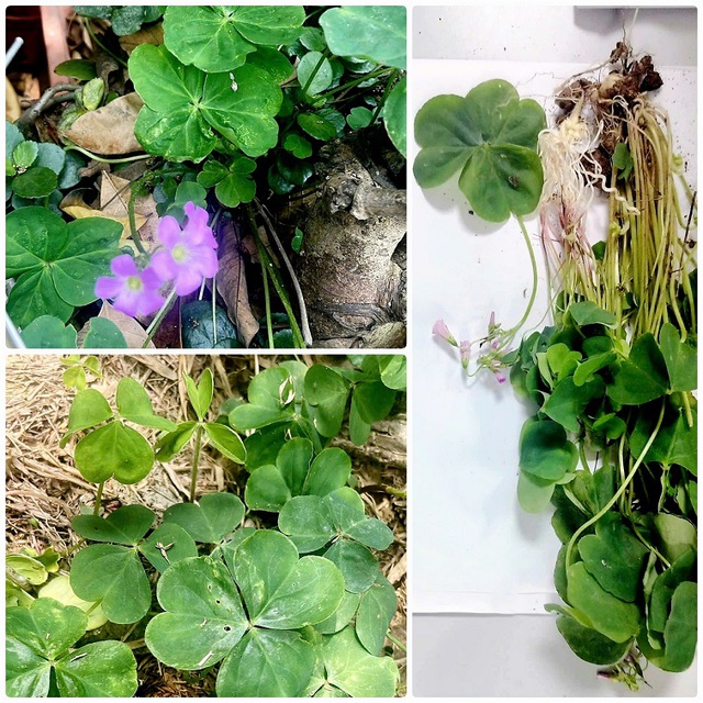 Cảnh báo về a xít gây độc trong cây me đất   - Ảnh 1.