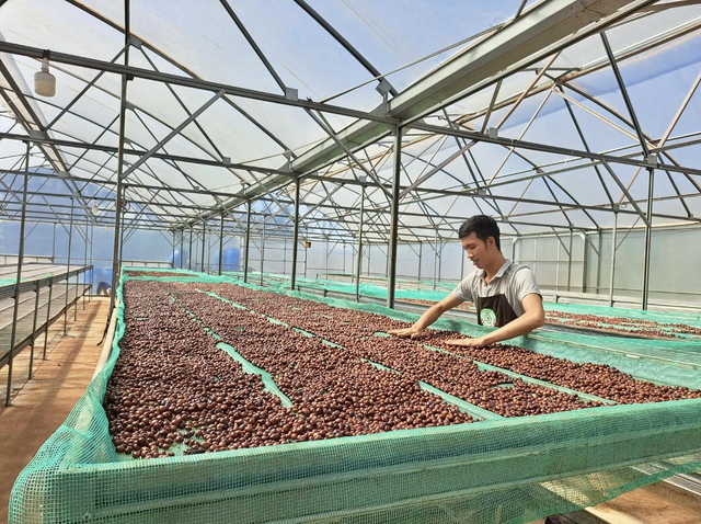 Người trồng cà phê Đắk Lắk chỉ cách nhận biết cà phê trộn đậu nành, bắp rang Người trồng cà phê Đắk Lắk chỉ cách nhận biết cà phê trộn đậu nành, bắp rang