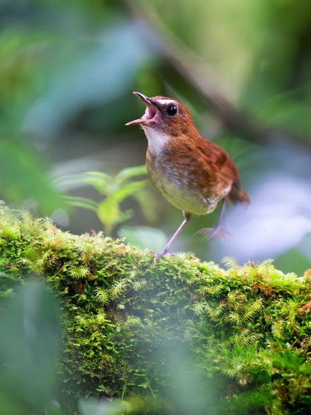 Cuộc đua 'bắn chim' xuyên biên giới ở Vườn quốc gia Bidoup- Ảnh 7. Cuộc đua 'bắn chim' xuyên biên giới ở Vườn quốc gia Bidoup- Ảnh 7.