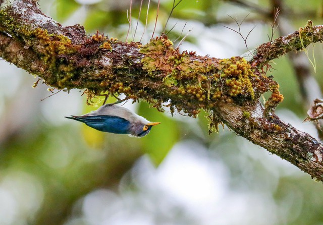 Cuộc đua 'bắn chim' xuyên biên giới ở Vườn quốc gia Bidoup- Ảnh 10. Cuộc đua 'bắn chim' xuyên biên giới ở Vườn quốc gia Bidoup- Ảnh 10.
