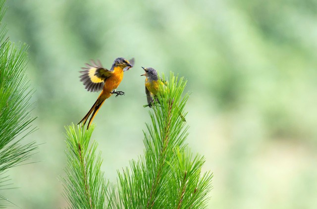 Cuộc đua 'bắn chim' xuyên biên giới ở Vườn quốc gia Bidoup- Ảnh 5. Cuộc đua 'bắn chim' xuyên biên giới ở Vườn quốc gia Bidoup- Ảnh 5.