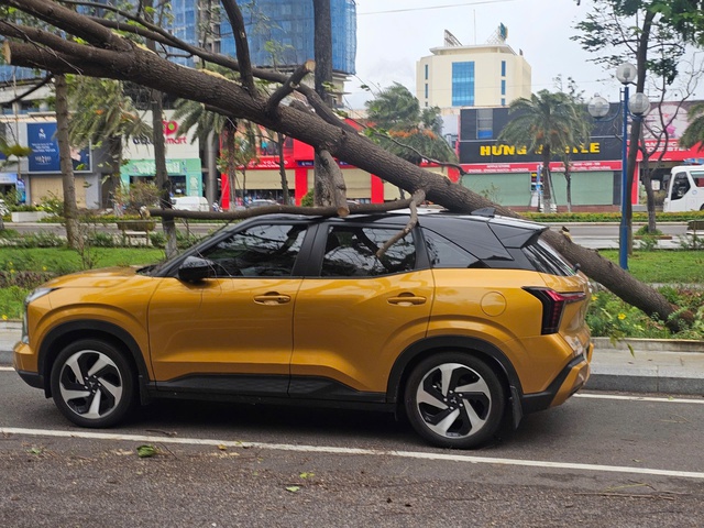 Cây bật gốc đè người giữa phố Quy Nhơn do ảnh hưởng bão số 1 - Ảnh 2. Cây bật gốc đè người giữa phố Quy Nhơn do ảnh hưởng bão số 1 - Ảnh 2.