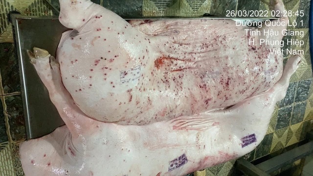 Công ty C.P bị tố ‘bán thịt bẩn’: Hướng xử lý cán bộ thú y làm sai Công ty C.P bị tố ‘bán thịt bẩn’: Hướng xử lý cán bộ thú y làm sai