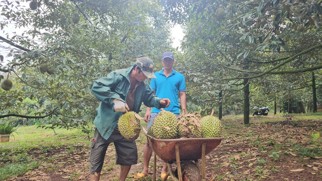 Đồng Nai: Sầu riêng chín rụng, thương lái lẫn chủ vườn đều ‘khóc’ Đồng Nai: Sầu riêng chín rụng, thương lái lẫn chủ vườn đều ‘khóc’