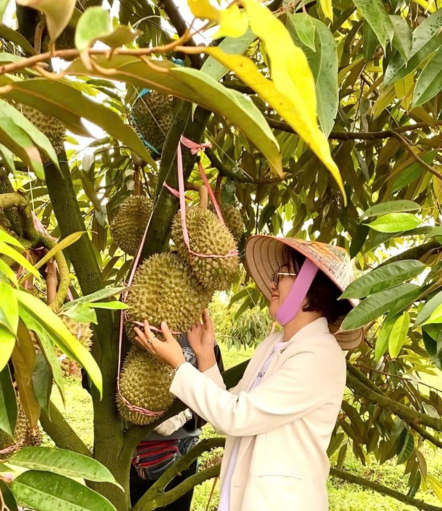 Hoàng Anh Gia Lai có nhiều dư địa phát triển sầu riêng - Ảnh 2.