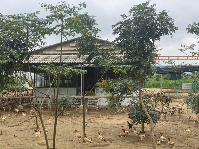 Sẽ thu hồi dự án sản xuất rau an toàn tại Bình Định do sai phạm- Ảnh 4. Sẽ thu hồi dự án sản xuất rau an toàn tại Bình Định do sai phạm- Ảnh 4.