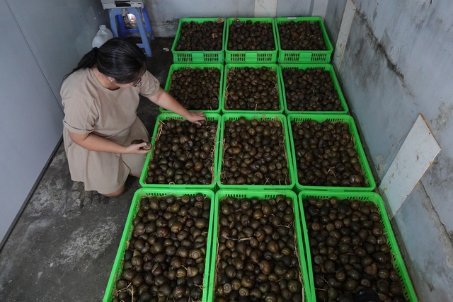 Độc đáo ốc gác bếp không cần... bếp- Ảnh 2. Độc đáo ốc gác bếp không cần... bếp- Ảnh 2.