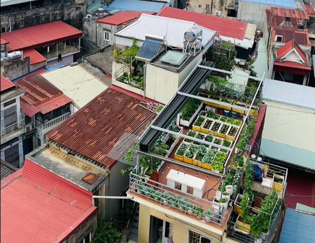 Sợ thực phẩm bẩn, mẹ đảm trồng vườn cây sum suê trên sân thượng cho con ăn - Ảnh 1.