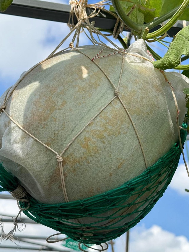 Trồng dưa lưới trên sân thượng ở TP.HCM, nhà ăn không hết gửi về quê - Ảnh 7.