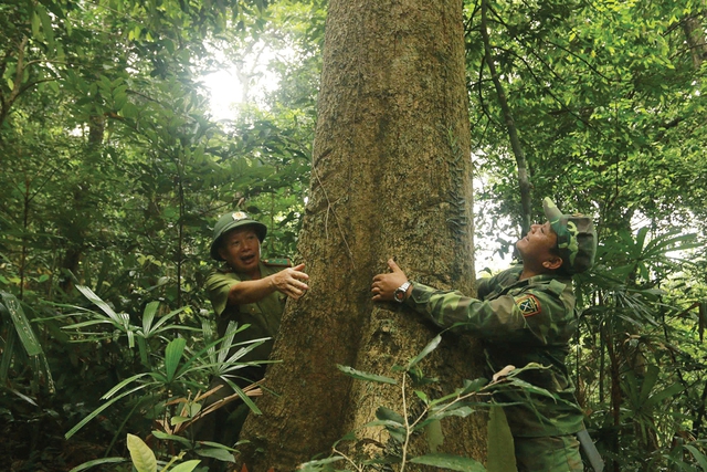 Rừng Quảng Bình: Báu vật thiên nhiên và công lao những người bảo vệ, phát triển rừng - Ảnh 1. Rừng Quảng Bình: Báu vật thiên nhiên và công lao những người bảo vệ, phát triển rừng - Ảnh 1.