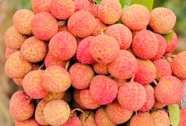 Vì sao quả vải chín quá, nứt nẻ không nên ăn mà phải vứt đi? Vì sao quả vải chín quá, nứt nẻ không nên ăn mà phải vứt đi?