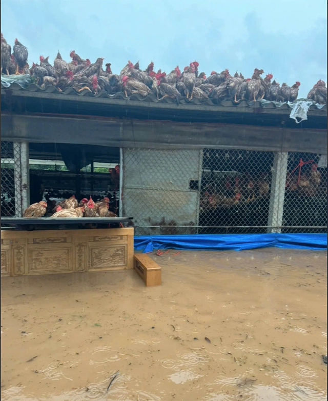 Mưa nắng bất thường kéo dài - Ảnh 2.