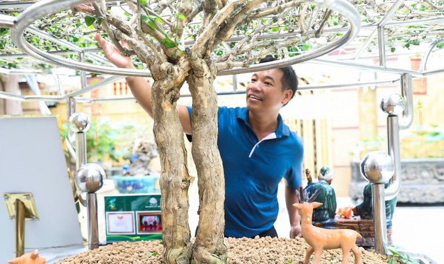 Mai vàng cổ thụ độc bản Việt Nam nhận kỷ lục châu Á có gì đặc biệt?- Ảnh 3. Mai vàng cổ thụ độc bản Việt Nam nhận kỷ lục châu Á có gì đặc biệt?- Ảnh 3.
