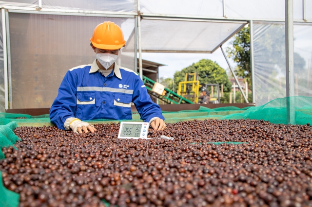 Giá cà phê lao dốc, dừa tăng vọt vì sao?- Ảnh 1. Giá cà phê lao dốc, dừa tăng vọt vì sao?- Ảnh 1.