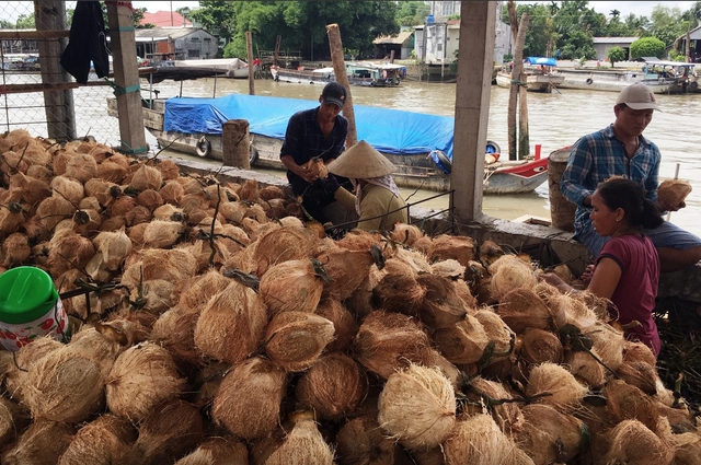 Giá cà phê lao dốc, dừa tăng vọt vì sao?- Ảnh 3. Giá cà phê lao dốc, dừa tăng vọt vì sao?- Ảnh 3.