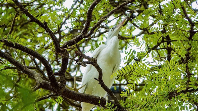 Những ngôi chùa độc đáo ở miền Tây: Nơi 'an cư' của chim cò quý hiếm- Ảnh 2. Những ngôi chùa độc đáo ở miền Tây: Nơi 'an cư' của chim cò quý hiếm- Ảnh 2.