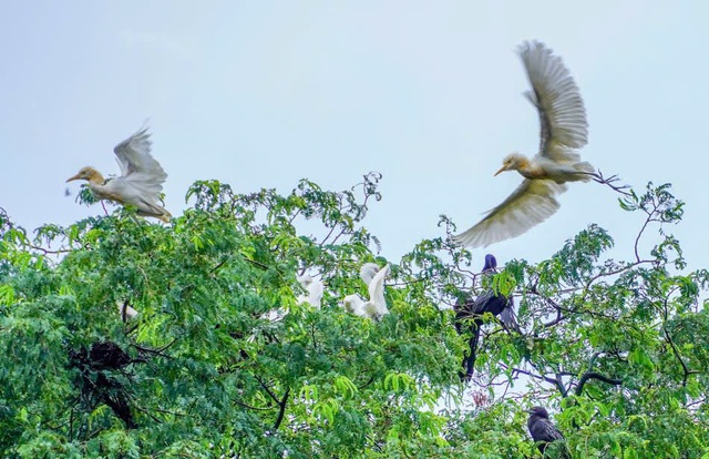 Những ngôi chùa độc đáo ở miền Tây: Nơi 'an cư' của chim cò quý hiếm- Ảnh 4. Những ngôi chùa độc đáo ở miền Tây: Nơi 'an cư' của chim cò quý hiếm- Ảnh 4.