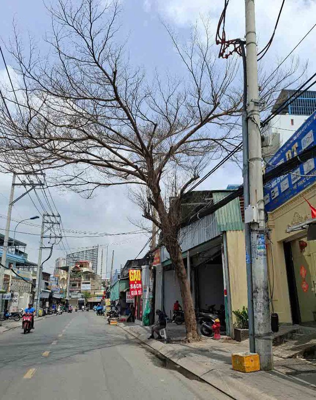 Hai c&acirc;y chết kh&ocirc; chưa được xử l&yacute; - Ảnh 1.