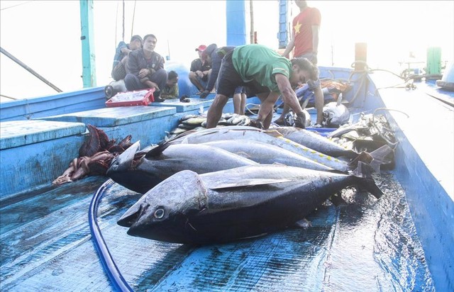 Kiến nghị ‘giải cứu’ cá ngừ ùn ứ vì ách tắc xuất khẩu- Ảnh 1. Kiến nghị ‘giải cứu’ cá ngừ ùn ứ vì ách tắc xuất khẩu- Ảnh 1.