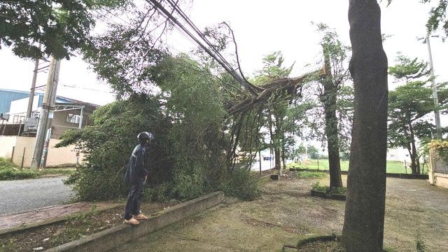 TP.HCM: Cây xanh gãy ngang trước cổng trường học, 1 tài xế may mắn thoát nạn- Ảnh 1. TP.HCM: Cây xanh gãy ngang trước cổng trường học, 1 tài xế may mắn thoát nạn- Ảnh 1.