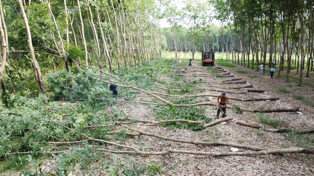 UBND tỉnh Bình Phước 'bác' toàn bộ kiến nghị của Tập đoàn Sơn Hải- Ảnh 4. UBND tỉnh Bình Phước 'bác' toàn bộ kiến nghị của Tập đoàn Sơn Hải- Ảnh 4.