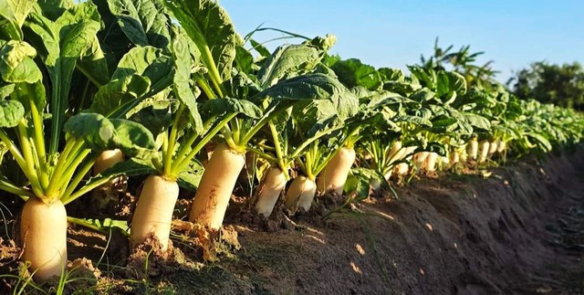 Nông dân đổi đời nhờ trồng củ cải và hành tím trên đất giồng cát- Ảnh 2. Nông dân đổi đời nhờ trồng củ cải và hành tím trên đất giồng cát- Ảnh 2.