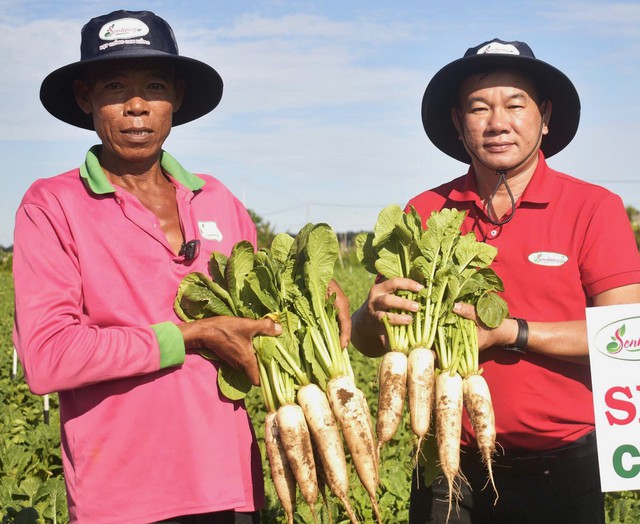 Nông dân đổi đời nhờ trồng củ cải và hành tím trên đất giồng cát- Ảnh 4. Nông dân đổi đời nhờ trồng củ cải và hành tím trên đất giồng cát- Ảnh 4.