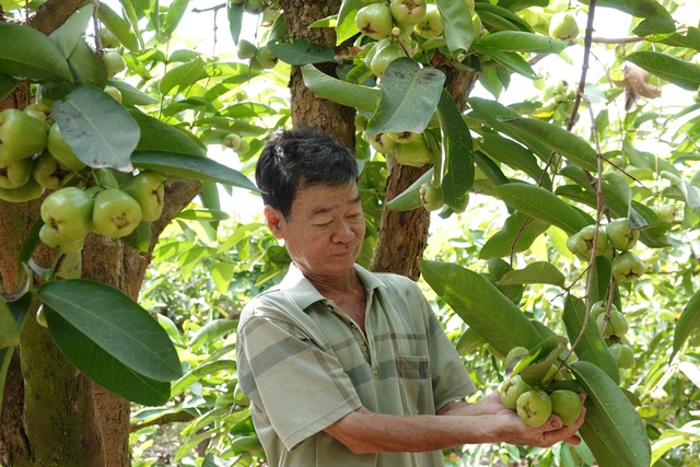 Mận xanh đường ‘hồi sinh’, nhà vườn miền Tây thu nhập hàng trăm triệu đồng/năm Mận xanh đường ‘hồi sinh’, nhà vườn miền Tây thu nhập hàng trăm triệu đồng/năm