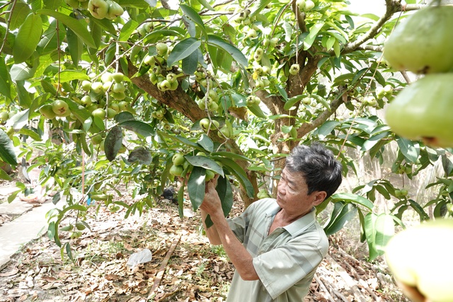 Mận xanh đường 'hồi sinh', nhà vườn miền Tây thu nhập hàng trăm triệu đồng/năm- Ảnh 2. Mận xanh đường 'hồi sinh', nhà vườn miền Tây thu nhập hàng trăm triệu đồng/năm- Ảnh 2.