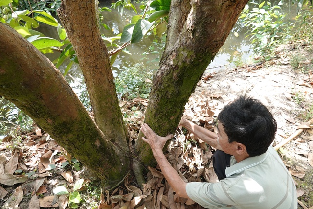 Mận xanh đường 'hồi sinh', nhà vườn miền Tây thu nhập hàng trăm triệu đồng/năm- Ảnh 3. Mận xanh đường 'hồi sinh', nhà vườn miền Tây thu nhập hàng trăm triệu đồng/năm- Ảnh 3.