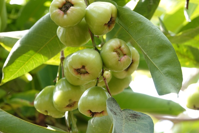 Mận xanh đường 'hồi sinh', nhà vườn miền Tây thu nhập hàng trăm triệu đồng/năm- Ảnh 6. Mận xanh đường 'hồi sinh', nhà vườn miền Tây thu nhập hàng trăm triệu đồng/năm- Ảnh 6.