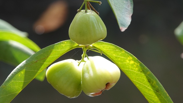 Mận xanh đường 'hồi sinh', nhà vườn miền Tây thu nhập hàng trăm triệu đồng/năm- Ảnh 4. Mận xanh đường 'hồi sinh', nhà vườn miền Tây thu nhập hàng trăm triệu đồng/năm- Ảnh 4.