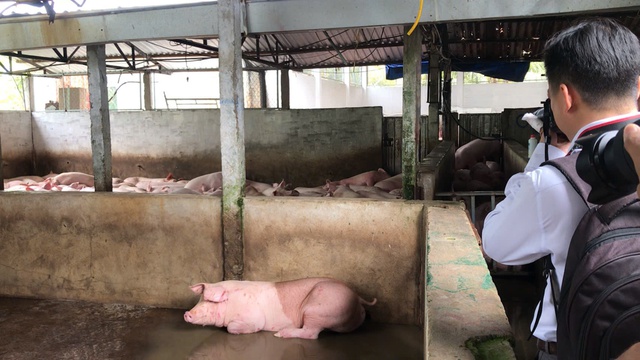 Vụ Công ty C.P bị tố ‘bán thịt bẩn’: Tại sao làm heo xong mới tiêu hủy? - Ảnh 2.