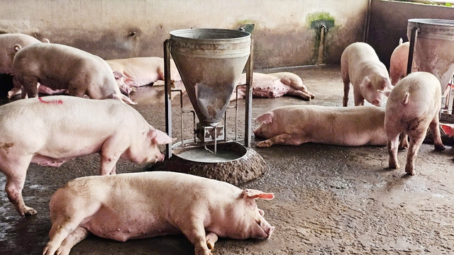 Vụ Công ty C.P bị tố ‘bán thịt bẩn’: Kiểm tra lò giết mổ ở Sóc Trăng - Ảnh 2.