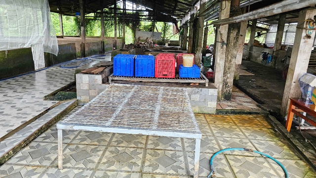 Vụ Công ty C.P bị tố ‘bán thịt bẩn’: Kiểm tra lò giết mổ ở Sóc Trăng - Ảnh 4.