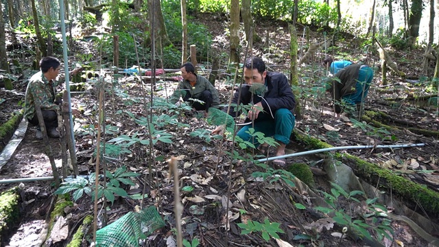 Vụ cấp mã vùng trồng sâm Ngọc Linh: Sơ xuất trong làm văn bản- Ảnh 2. Vụ cấp mã vùng trồng sâm Ngọc Linh: Sơ xuất trong làm văn bản- Ảnh 2.