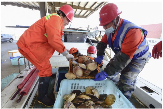 Trung Quốc dỡ bỏ lệnh cấm nhập khẩu hải sản từ Nhật - Ảnh 1. Trung Quốc dỡ bỏ lệnh cấm nhập khẩu hải sản từ Nhật - Ảnh 1.