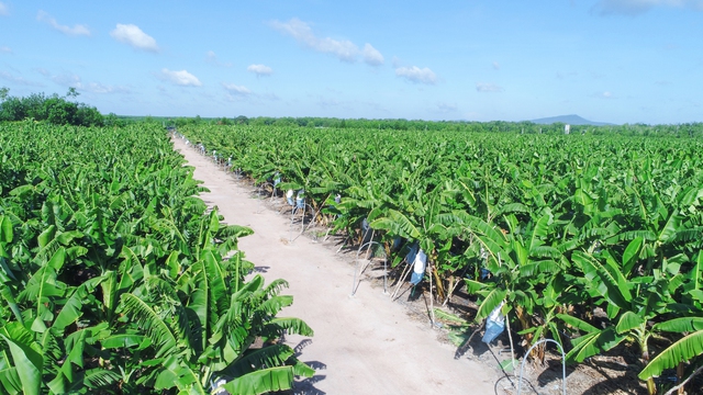 VRG tăng tốc phát triển, tối ưu nguồn lực- Ảnh 2. VRG tăng tốc phát triển, tối ưu nguồn lực- Ảnh 2.