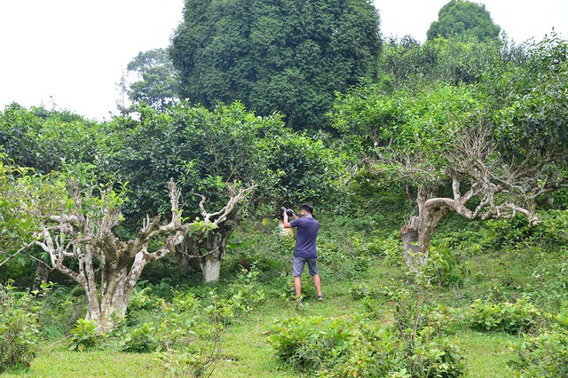 Uống trà đi!: Gieo mầm trà cho tương lai Uống trà đi!: Gieo mầm trà cho tương lai