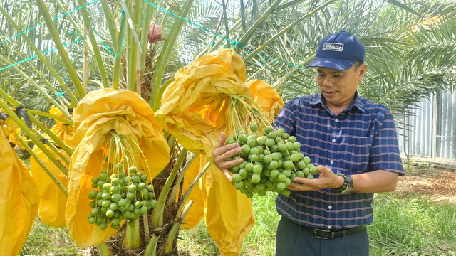 Vườn chà là tiền tỉ tuyệt đẹp ở Ninh Thuận- Ảnh 2.
