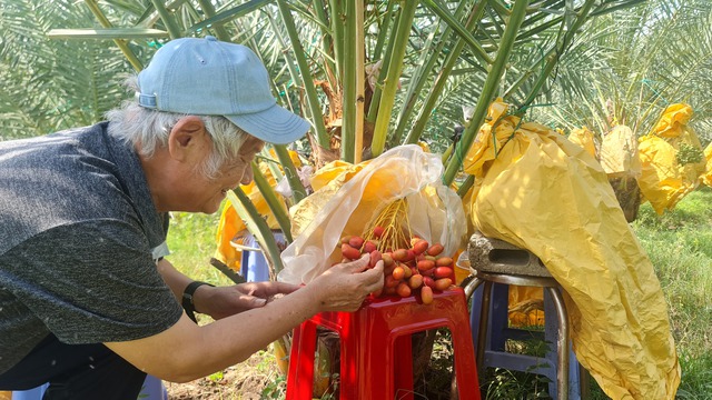 Vườn chà là tiền tỉ tuyệt đẹp ở Ninh Thuận- Ảnh 6.