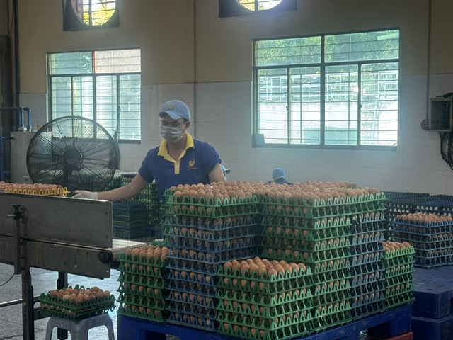 Nghịch lý giá trứng giảm, giá thịt tăng - Ảnh 3.