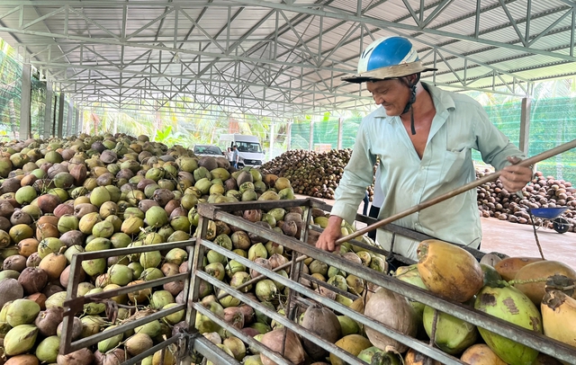 Vì sao xứ dừa nhập dừa, giá càng tăng càng lỗ?- Ảnh 1. Vì sao xứ dừa nhập dừa, giá càng tăng càng lỗ?- Ảnh 1.