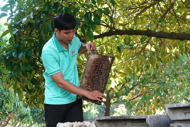 Chàng trai miền Tây nuôi ong, thu 2.000 lít mật/tháng Chàng trai miền Tây nuôi ong, thu 2.000 lít mật/tháng