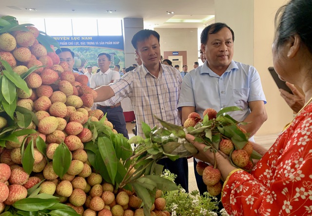 Vải thiều được mùa, rộng đường xuất khẩu Vải thiều được mùa, rộng đường xuất khẩu