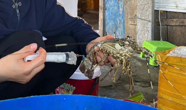 Bắt quả tang cơ sở bơm tạp chất vào tôm hùm chết lừa người tiêu dùng- Ảnh 1.