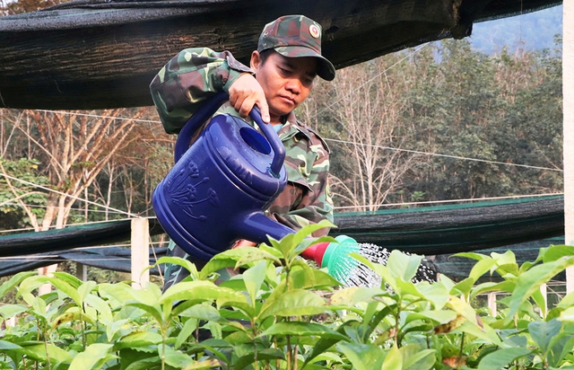 Trả nợ cho rừng: Hành trình khôi phục màu xanh tại Vườn quốc gia sông Thanh - Ảnh 4. Trả nợ cho rừng: Hành trình khôi phục màu xanh tại Vườn quốc gia sông Thanh - Ảnh 4.