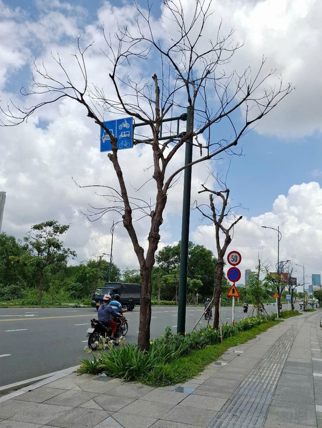 Hàng cây chết khô