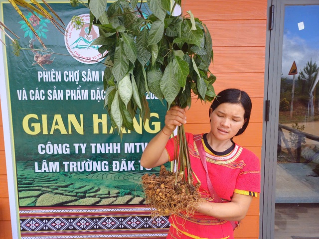 Hiểu biết về sâm Ngọc Linh của người Kon Tum trở thành di sản- Ảnh 2. Hiểu biết về sâm Ngọc Linh của người Kon Tum trở thành di sản- Ảnh 2.