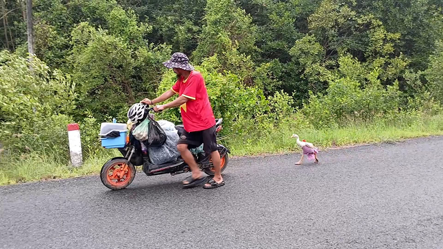 Người đàn ông lang thang cùng chú ngỗng:1 năm ròng rã đi bộ xuyên Việt cùng nhau - Ảnh 1.